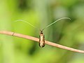 Nemophora metallica (Adelidae)