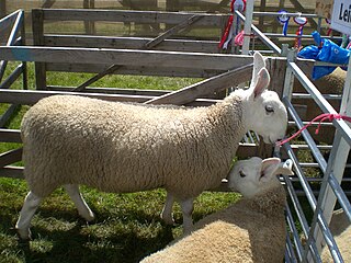 <span class="mw-page-title-main">Border Leicester</span> Breed of sheep