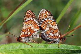 Marsh fritillaries (Euphydryas aurinia) mating