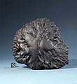 A textbook example of an oriented meteorite (Middlesbrough, cast; 1881, TKW: 1.6 kg)