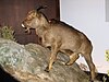 Balearic Islands Cave Goat