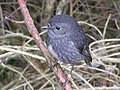 Thumbnail for File:NZ North Island Robin-3.jpg