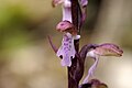 Orchis spitzelii-Hybride?