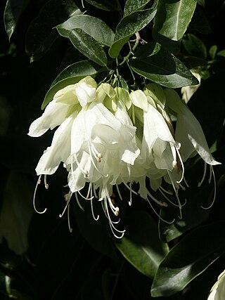 <i>Oxera</i> Genus of flowering plants