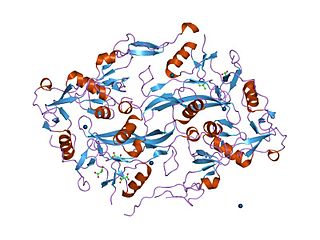 <span class="mw-page-title-main">Follistatin</span> Mammalian protein found in Homo sapiens