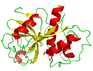 <span class="mw-page-title-main">Papain</span> Widely used enzyme extracted from papayas