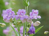 Penstemon speciosus