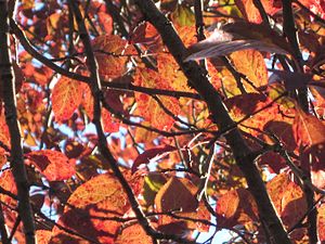 Gerezi-aranondoa (Prunus cerasifera var. pissardii)