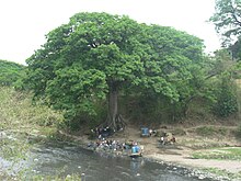 A group of people with wagons and buckets under a tree along the Acelhuate River