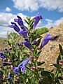 Scutellaria antirrhinoides