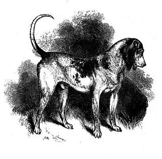 Southern Hound Dog breed