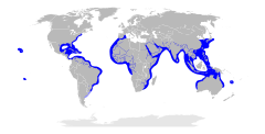 Distribuição global do tubarão-martelo-recortado