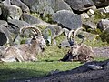 Siberian ibex