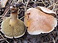 Suillus bovinus