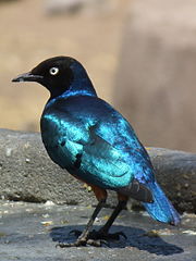 Starling. Tanzania. Photo by commons:User:Nevit Dilmen.