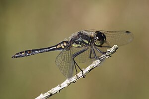 Sympetrum danae