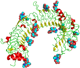 <span class="mw-page-title-main">Toll-like receptor</span> Class of immune system proteins