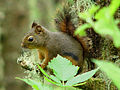 Douglas-mókus (Tamiasciurus douglasii)