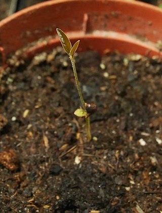 <i>Tetrapterys styloptera</i> Species of flowering plant