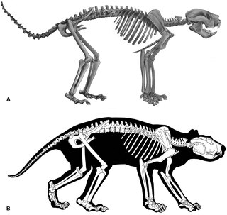 <span class="mw-page-title-main">Thylacoleonidae</span> Extinct family of marsupials