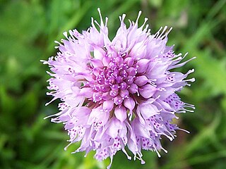 <i>Traunsteinera</i> Genus of flowering plants