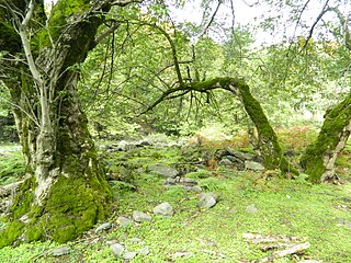 <span class="mw-page-title-main">Zagatala State Reserve</span> Place in Azerbaijan