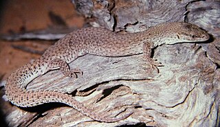 <span class="mw-page-title-main">Short-tailed pygmy monitor</span> Species of lizard