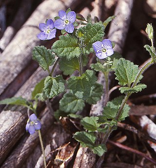 <i>Veronica calycina</i> Species of flowering plant in the family Plantaginaceae