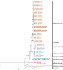 Phylogenetic tree of Mesoniviridae Viruses-12-01159-g001.webp