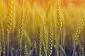 Image 13Although rice is the staple food of Bangladesh, wheat holds an important position is a summplementary staple corp. The image was captured in a wheat field in the Natore District. Photo Credit: Jubair1985