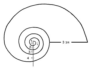 <span class="mw-page-title-main">Whorl (mollusc)</span> Complete revolution in the shell of a mollusc