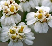 Achillea millefolium — iš arti.