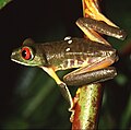 Agalychnis callidryas (Hylidae)