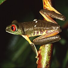 Agalychnis callidryas.