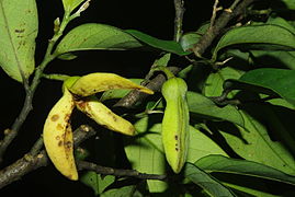 July 19: The flowering plant Annickia affinis.