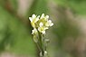 Torenkruid (Arabis glabra)