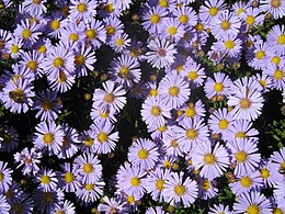 Csillagőszirózsák (Aster amellus)