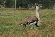 Australian Bustard 2.jpg