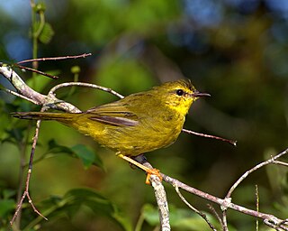 Flavescent warbler Species of bird