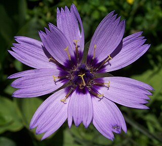 <i>Catananche caerulea</i> Species of flowering plant