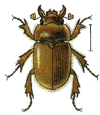 <span class="mw-page-title-main">Ochodaeidae</span> Family of beetles