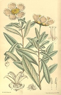 Crossosomataceae Family of flowering plants