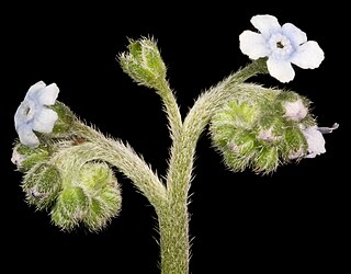 <i>Cynoglossum australe</i> Species of flowering plant