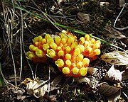 Gelber Zistrosenwürger (junge Pflänzchen)