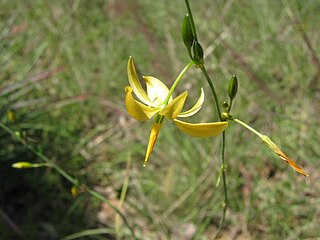 <i>Echeandia</i> Genus of flowering plants