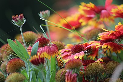 Gaillardia pulchella 3.JPG