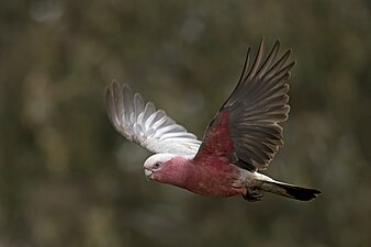 female in flight