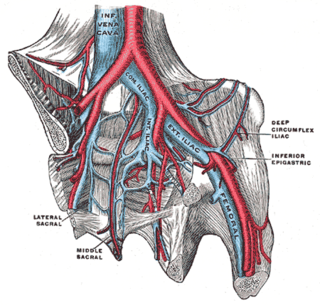 <span class="mw-page-title-main">Deep circumflex iliac artery</span> Artery in the pelvis