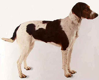 <span class="mw-page-title-main">Halden Hound</span> Dog breed