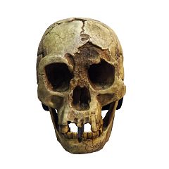 H. floresiensis skull, Cantonal Museum of Geology, Switzerland